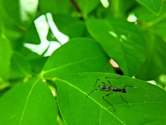 Rainieria antennaepes