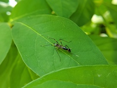Rainieria antennaepes