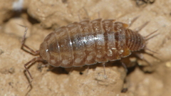 Chaetophiloscia cellaria