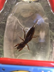 Neocurtilla hexadactyla