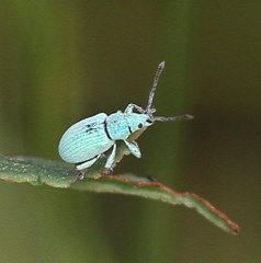 Phyllobius virideaeris