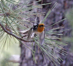 Peucedramus taeniatus