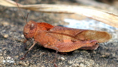 Humbe tenuicornis