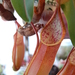 Nepenthes sanguinea - Photo (c) FarOutFlora, algunos derechos reservados (CC BY-NC-ND)