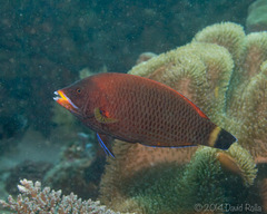 Pseudodax moluccanus