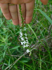 Lobelia spicata