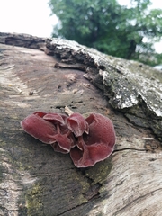 Auricularia