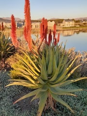 Aloe arborescens × ferox