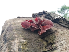Auricularia