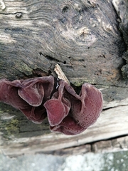 Auricularia