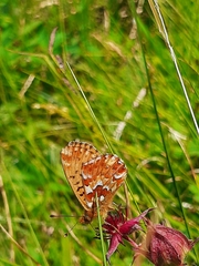 Boloria aquilonaris