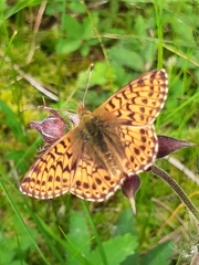 Boloria aquilonaris