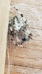 Araneus nordmanni
