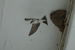 Delichon urbicum
