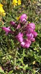 Pedicularis gyroflexa