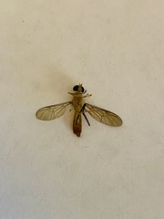 Ptecticus trivittatus