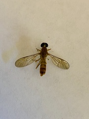 Ptecticus trivittatus