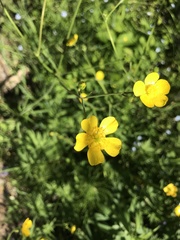 Ranunculus auricomus