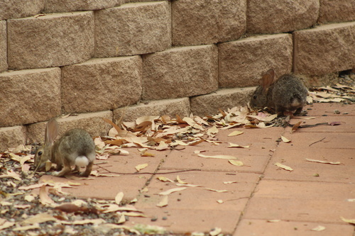 Desert Cottontail photographed in California