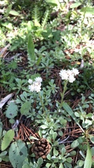 Antennaria dioica