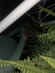 Eleutherodactylus coqui