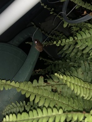 Eleutherodactylus coqui