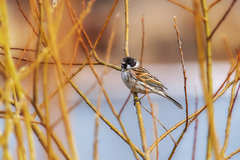 Emberiza schoeniclus