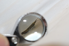 Coleophora deauratella