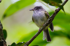 Oncostoma cinereigulare