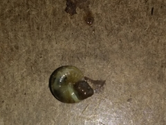Gastropoda