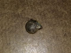 Gastropoda