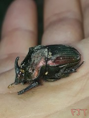 Phanaeus amithaon