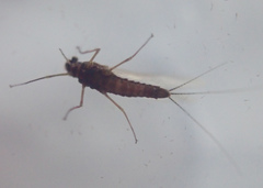 Serratella ignita