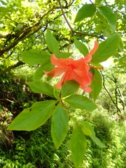 Rhododendron kaempferi