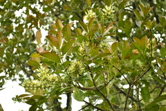 Gaiadendron
