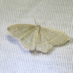 Chlorochlamys appellaria