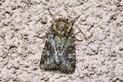 Lacinipolia strigicollis