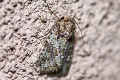 Lacinipolia strigicollis