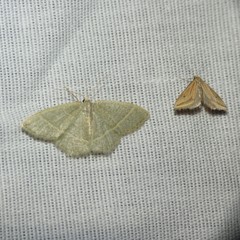 Chlorochlamys appellaria