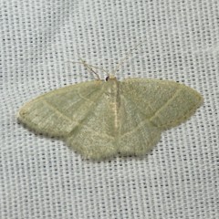 Chlorochlamys appellaria