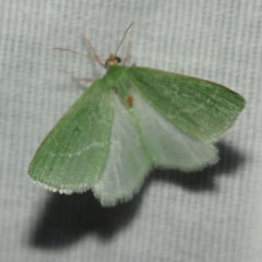 Synchlora faseolaria