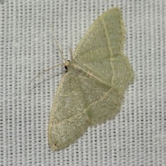 Chlorochlamys appellaria