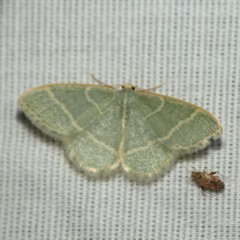 Chlorochlamys appellaria