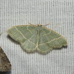 Chlorochlamys appellaria