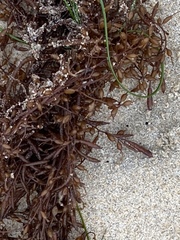 Sargassum muticum