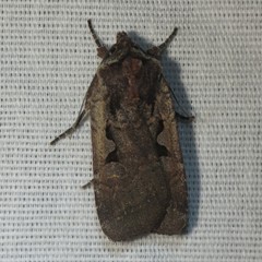 Parabagrotis