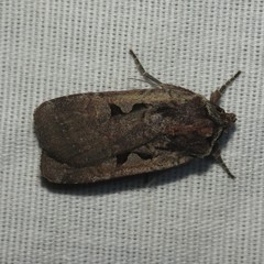 Parabagrotis