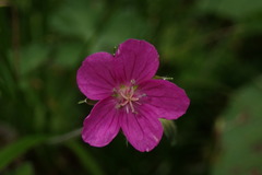 Geranium nepalense thunbergii