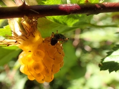 Rubus palmatus coptophyllus