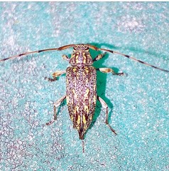 Lamiinae